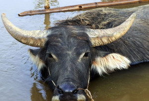 Myanmar swamp Buffalo