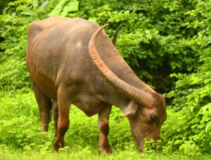 Nagpuri