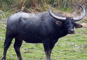 Bengal Native buffalo
