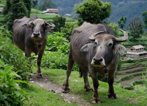 Nepalese Mountain