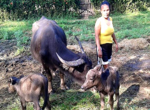 Ngo buffalo