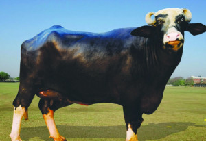 Nili buffalo