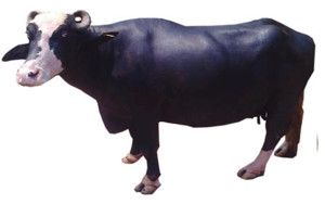 Nili-Ravi buffalo