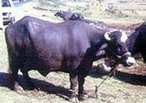 Nili-Ravi buffalo