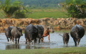Pampangan
