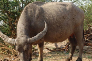 Papua New Guinea Buffalo
