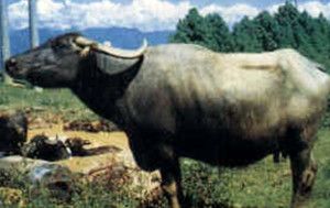 Parkote
