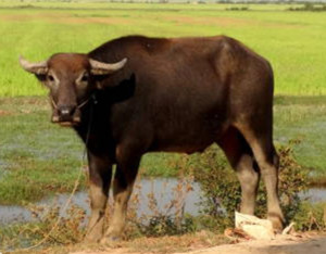 Plain buffalo
