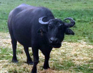 Riverine Buffalo
