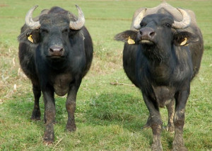 Romanian Buffalo