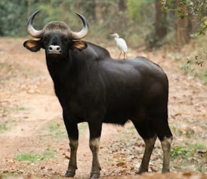 Sambalpur buffalo