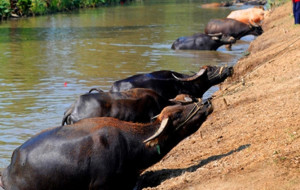 Chongming Buffalo
