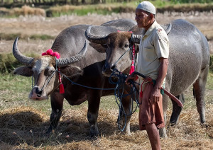 Sumbawa buffalo