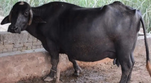 Surti buffalo