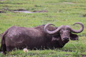 Swamp buffalo