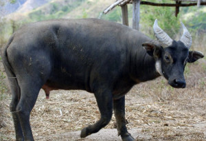 Tamarao buffalo