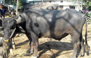 Tarai buffalo