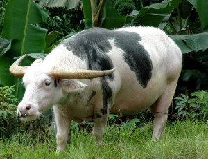 Tedong buffalo