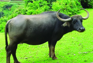 Toda buffalo