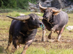 Toraja buffalo
