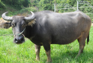 Wenzhou buffalo