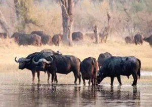 Xiajiang buffalo