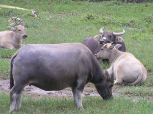 Xilin buffalo