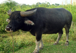Xinglong buffalo