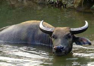 Xinyang buffalo