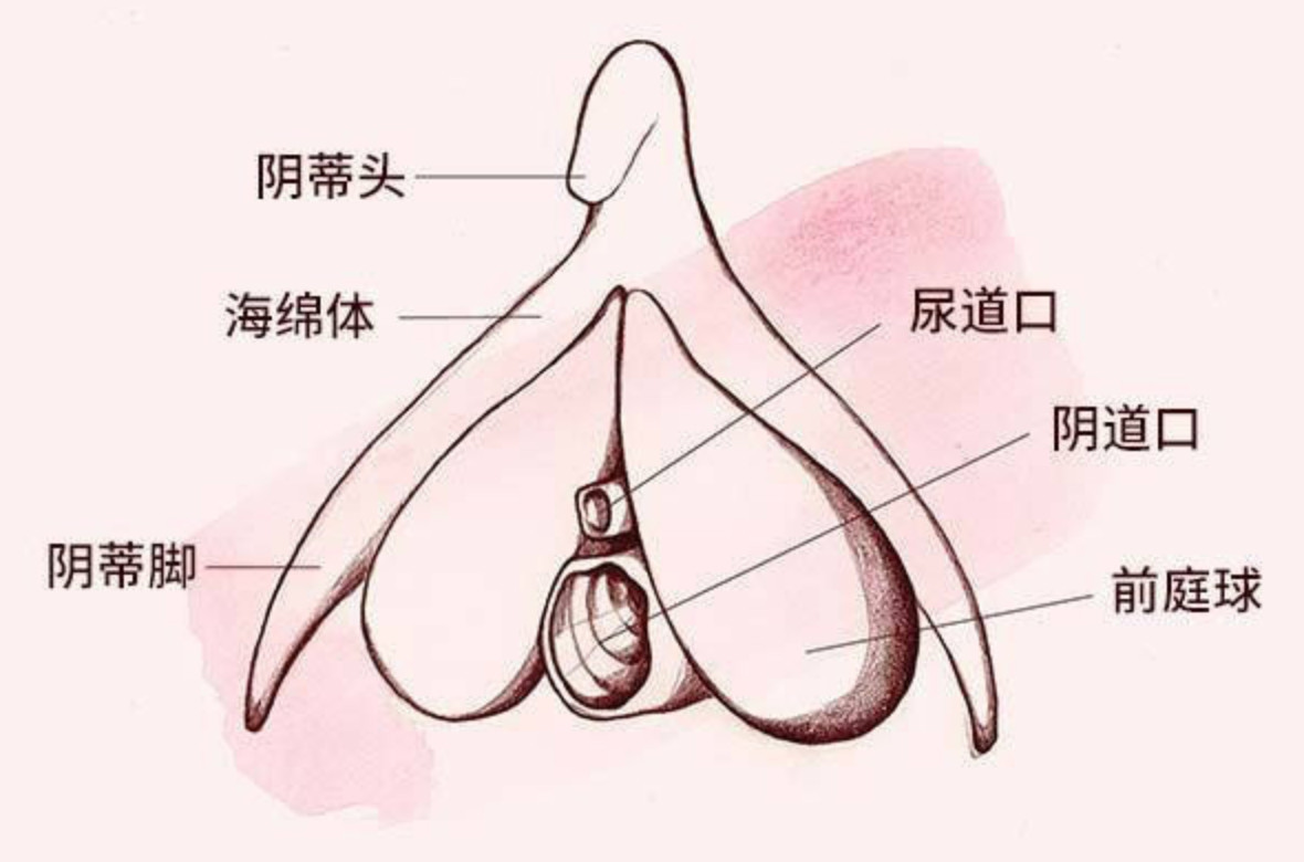 阴蒂头