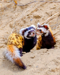 什么叫三有动物名录 300