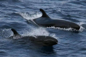 鲸鱼的英语名 300