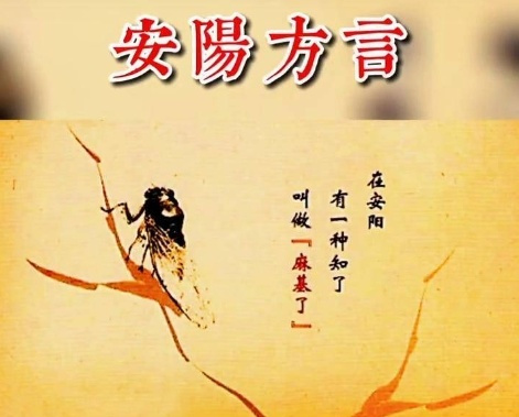 安阳话短剧，方言文化的独特魅力