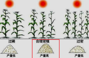 合理密植 - 搜狗百科