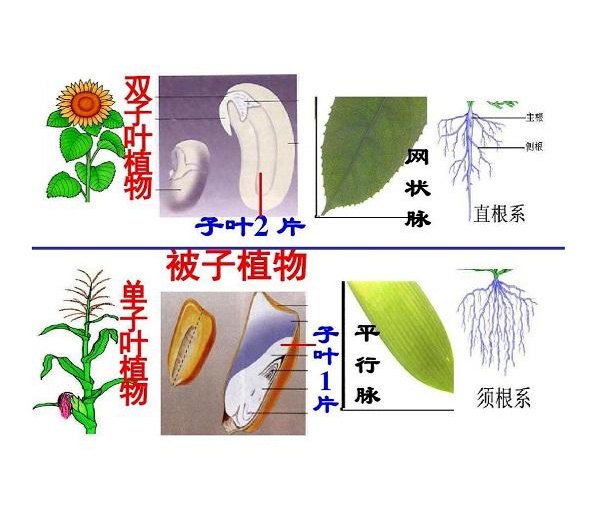 什么叫做双子叶植物 0