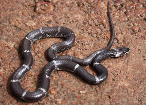 蛇属于软体无脊椎的动物么 300