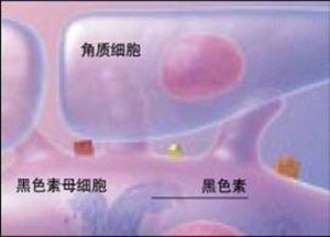 细胞间质