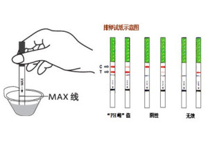 排卵