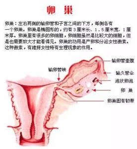 卵巢