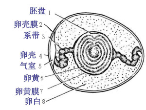 胚盘 _ 百科