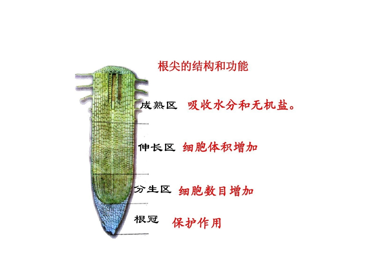 根冠(植物结构名词)_搜狗百科