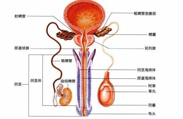 男性生殖器