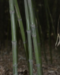 实心竹（变型） _ 百科
