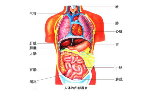 人体器官