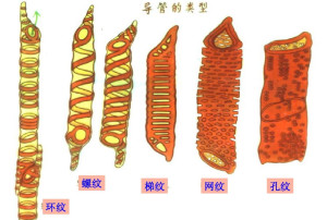 植物导管 _ 百科