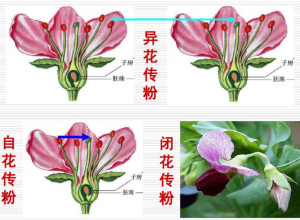 异花授粉