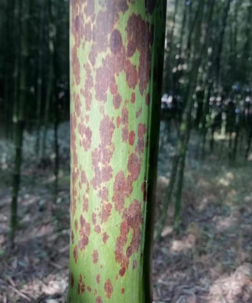 湘妃竹(禾本科竹亚科刚竹属植物)_搜狗百科