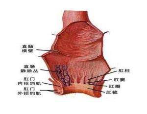 肛门