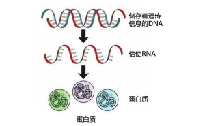 信使RNA - 搜狗百科