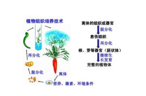 脱分化 - 搜狗百科